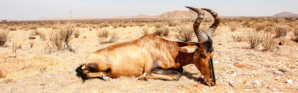 cropped_namibia.jpg