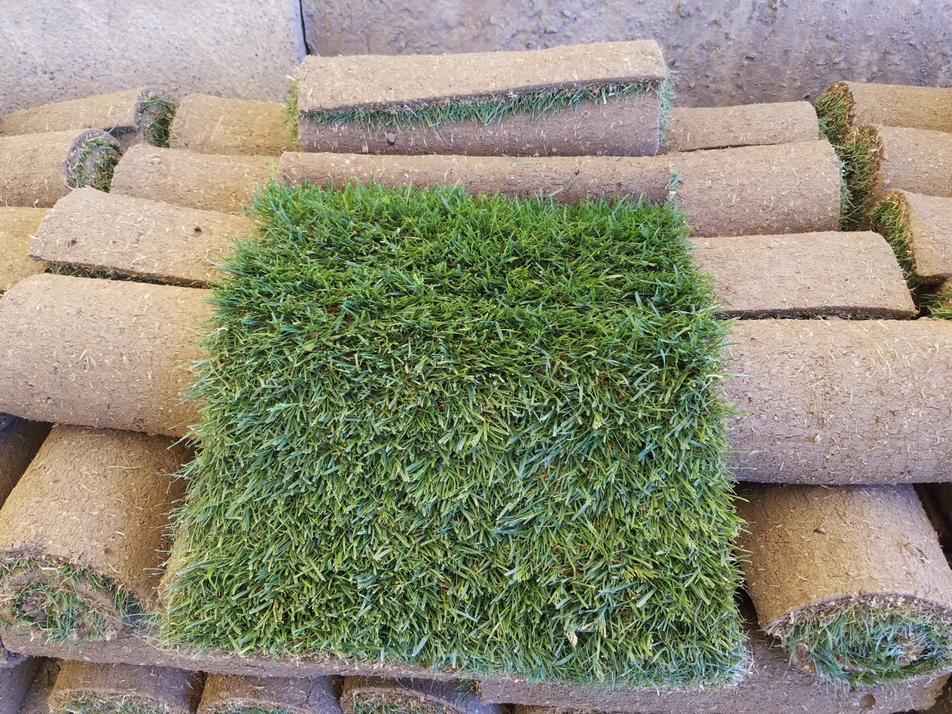 sod-roll-scaled.jpg