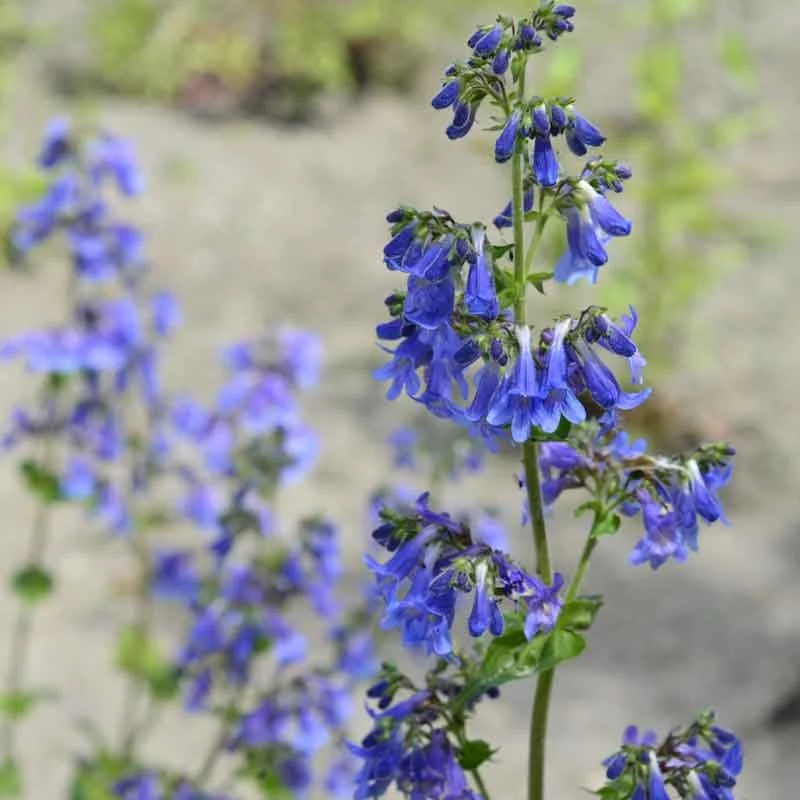 Penstemon-electric-blue.jpg