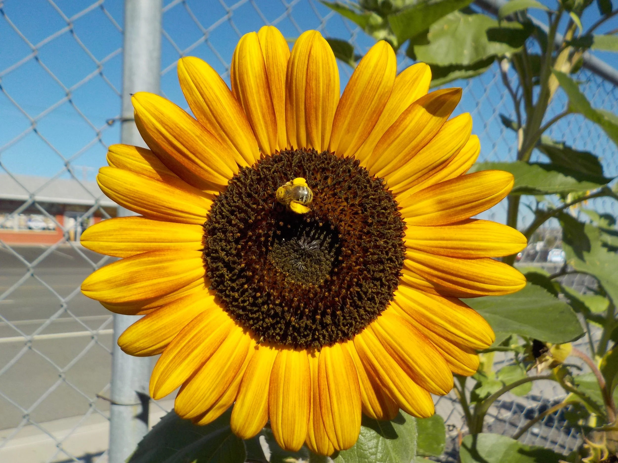 Tips for Creating a Pollinator-Friendly Garden in Nevada