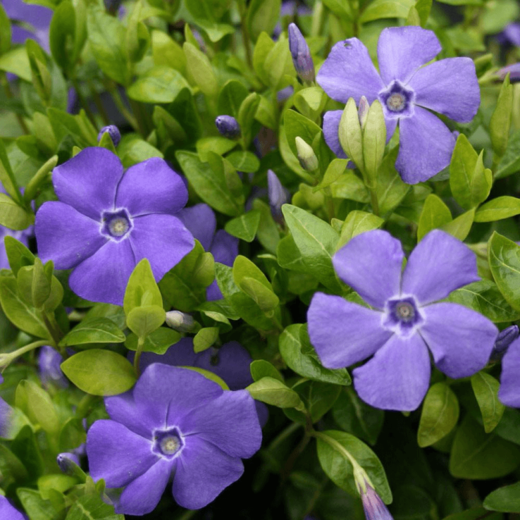 vinca-minor-bowles-variety-1.png