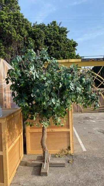 Tree 13