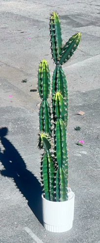 Fake Cactus
