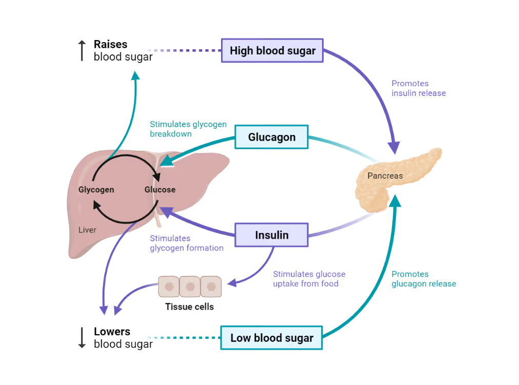 Visual description of the hormones glucagon and insulin and their effects on blood sugar