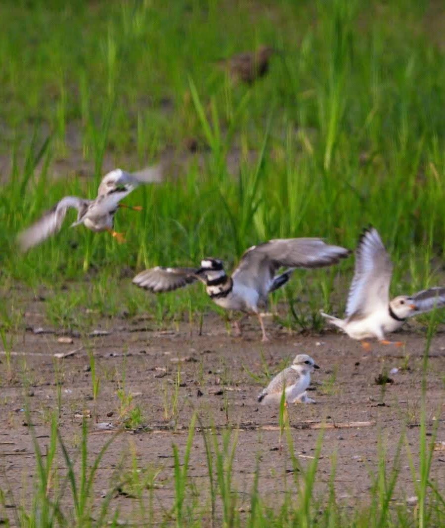 Time Flies with the Chicks and the Dunes