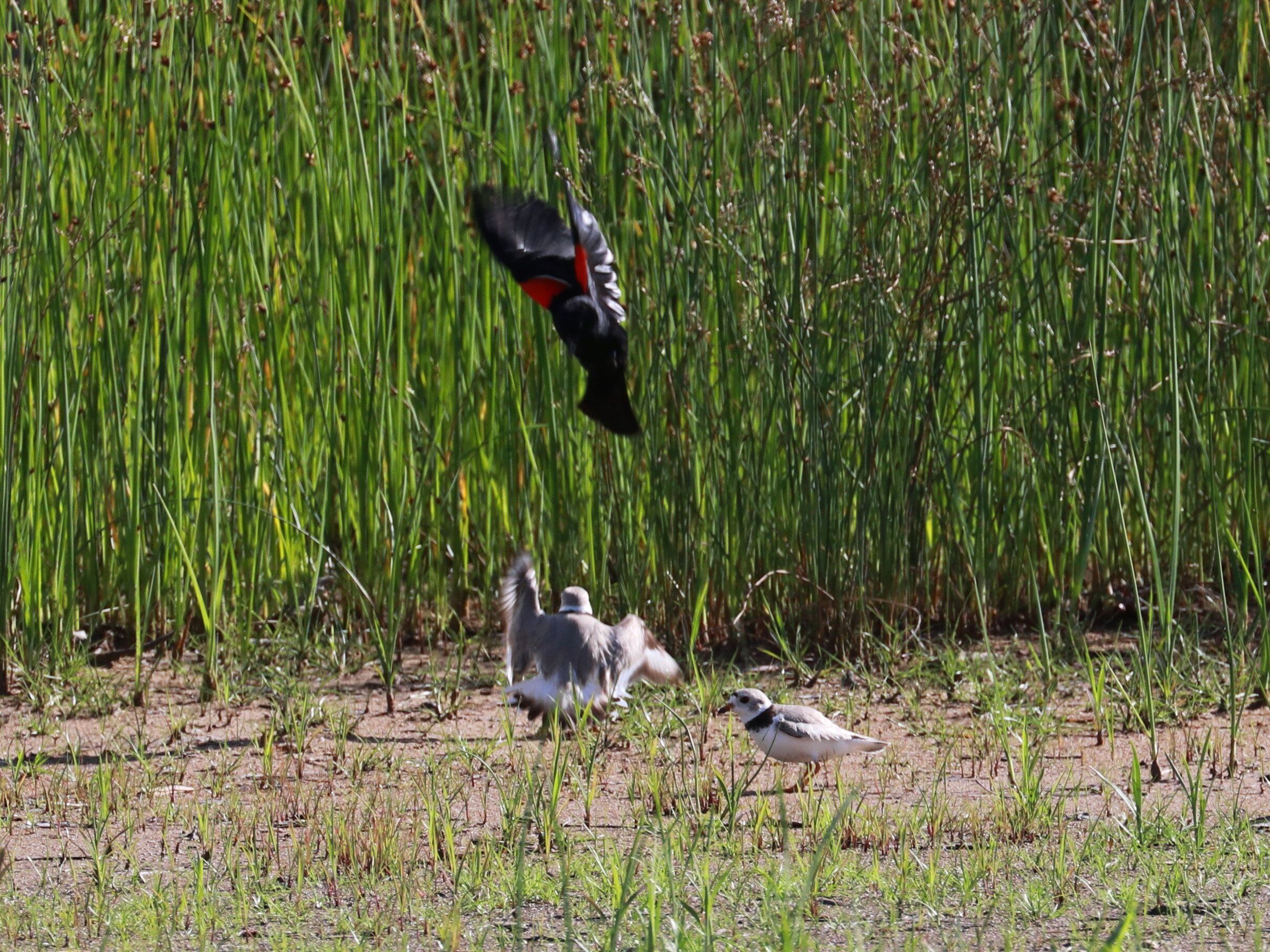 Monty &amp; Rose fending off a Red Winged Blackbird