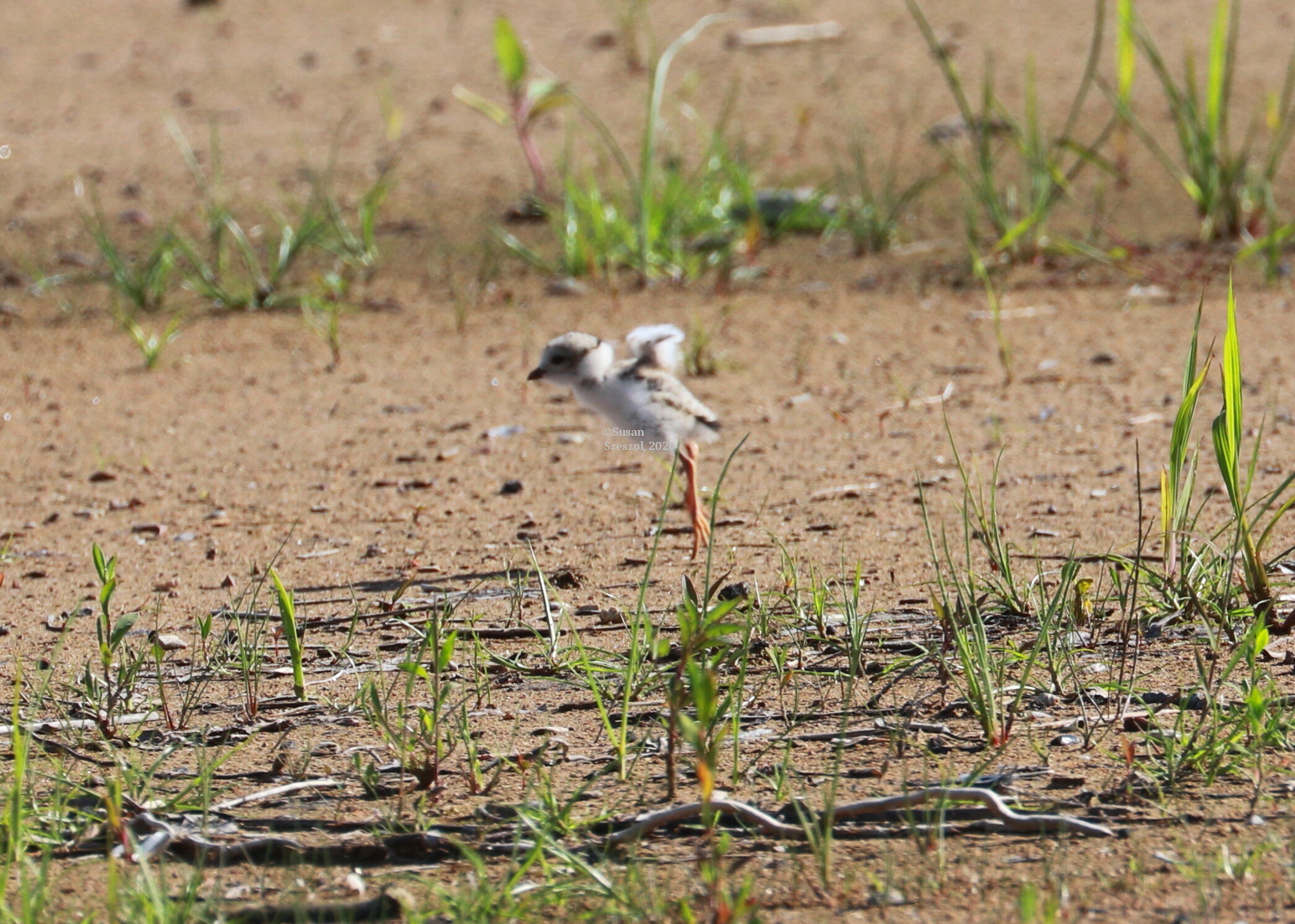 Plover chick trying out its wings