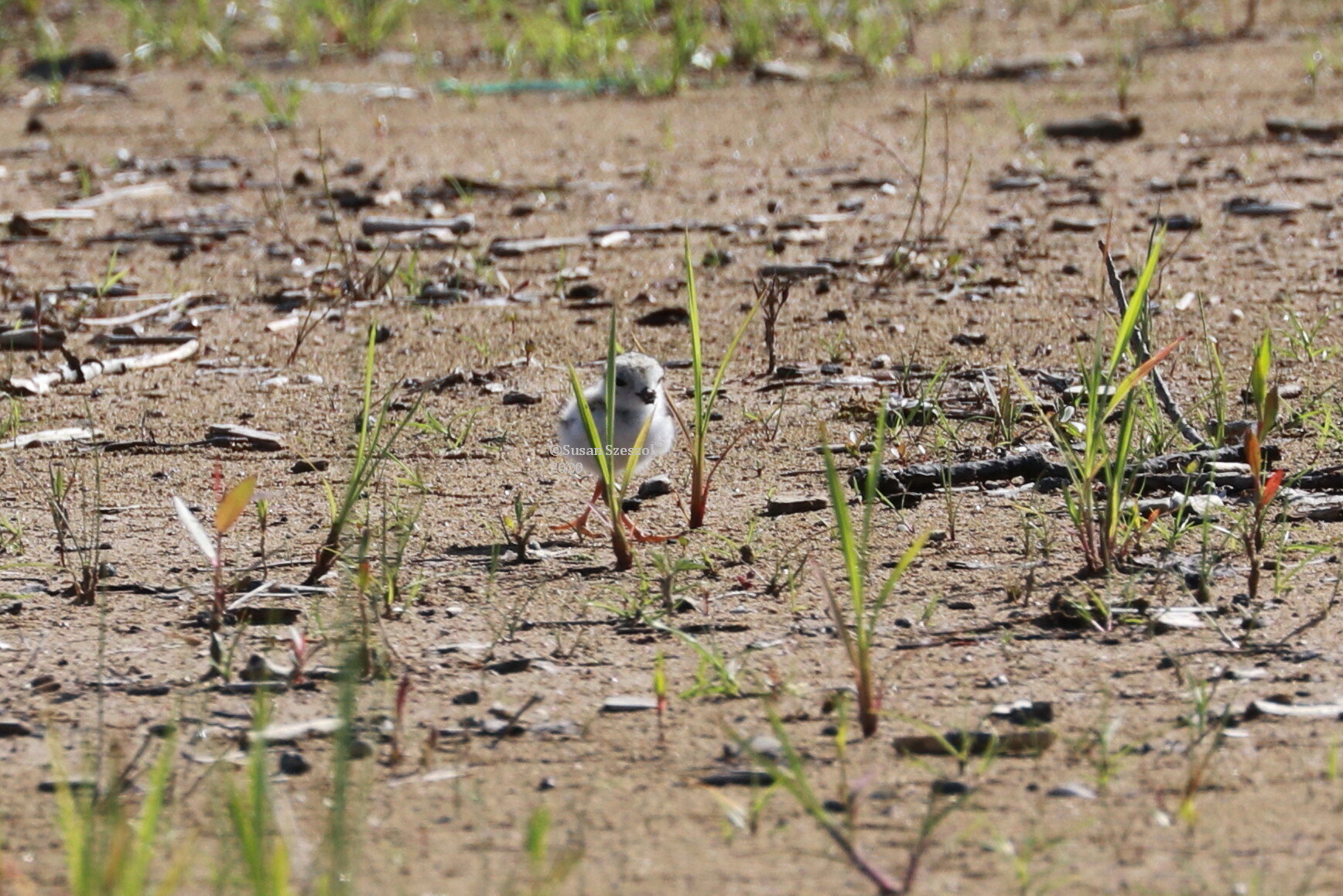 Plover chick at one week