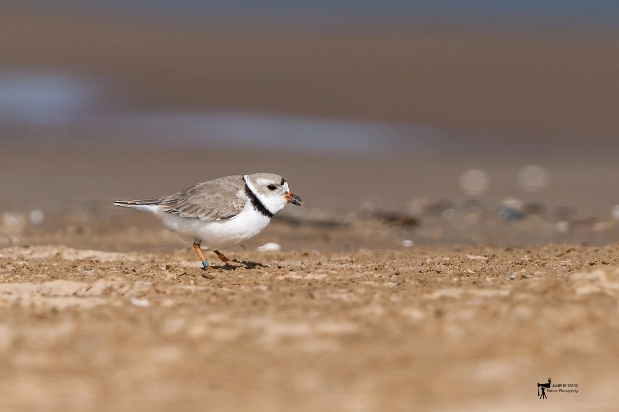 Rose Arrives Early at Montrose Beach