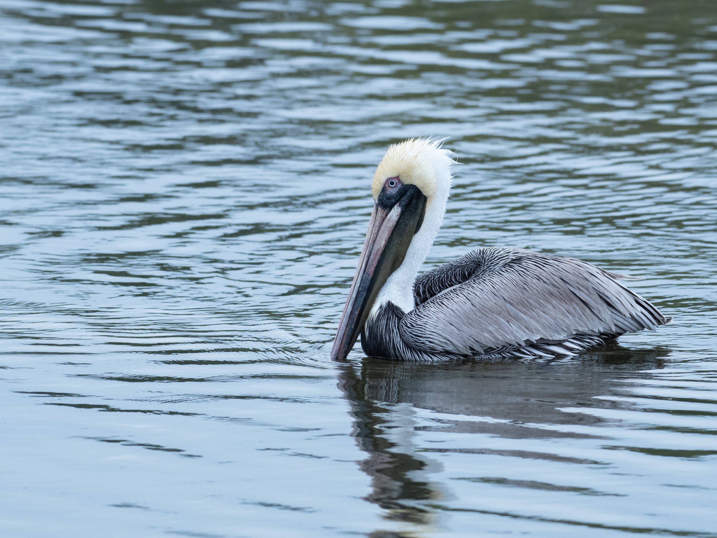 Brown Pelican