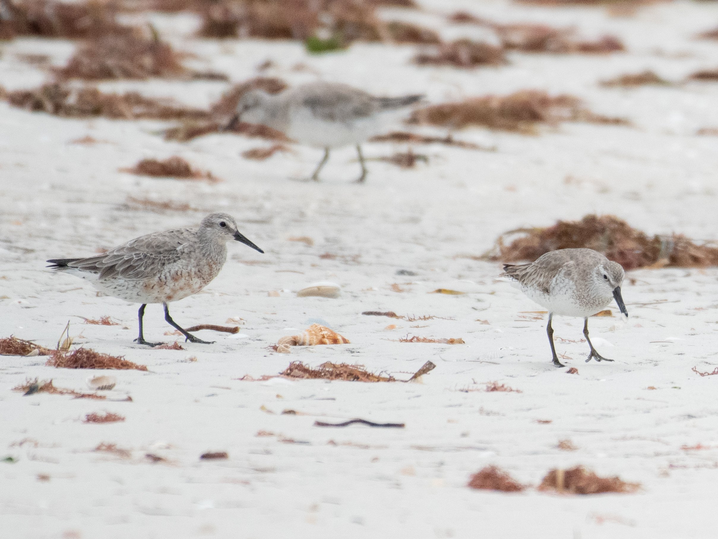 Red Knot