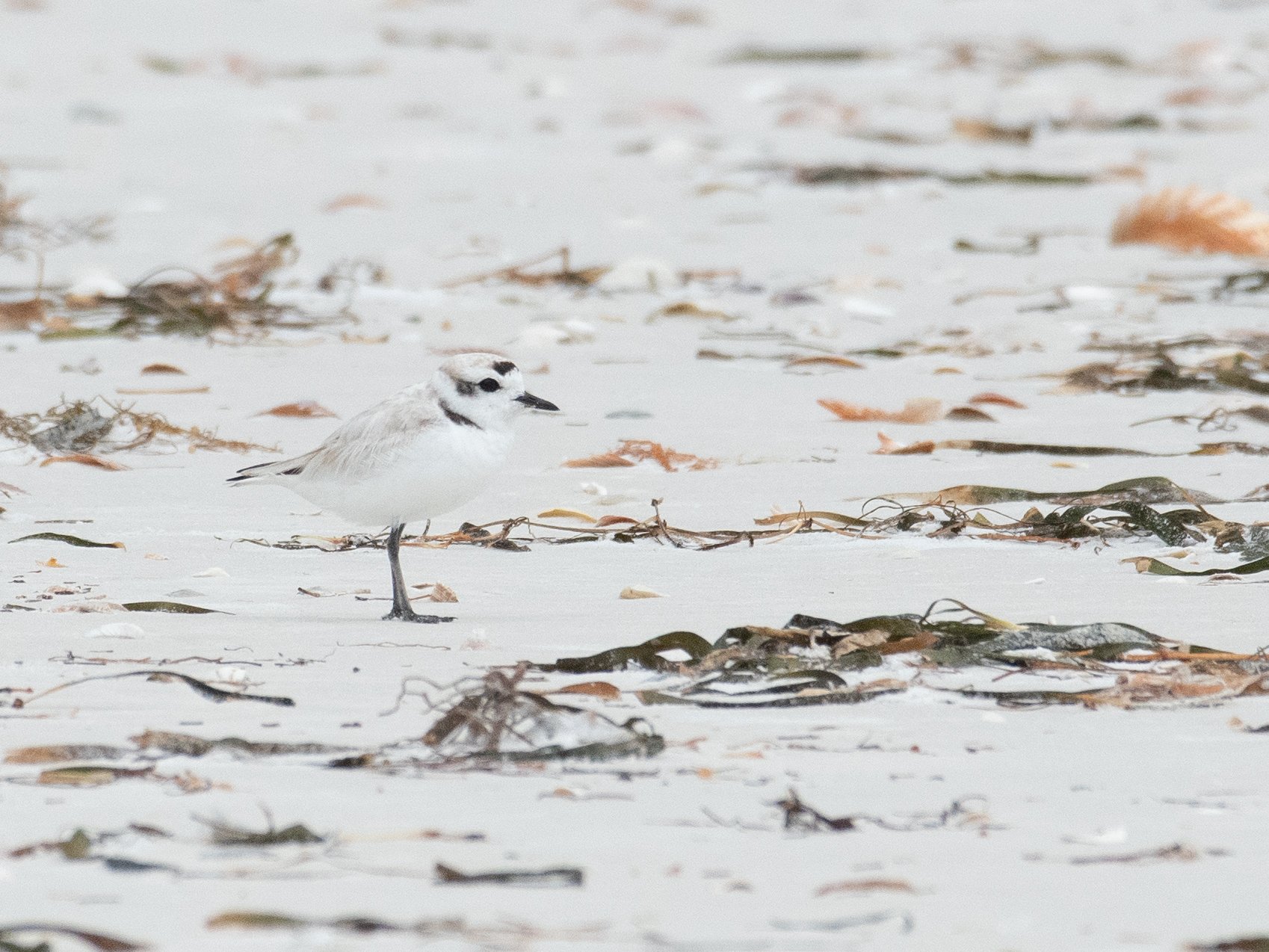 Snowy Plover