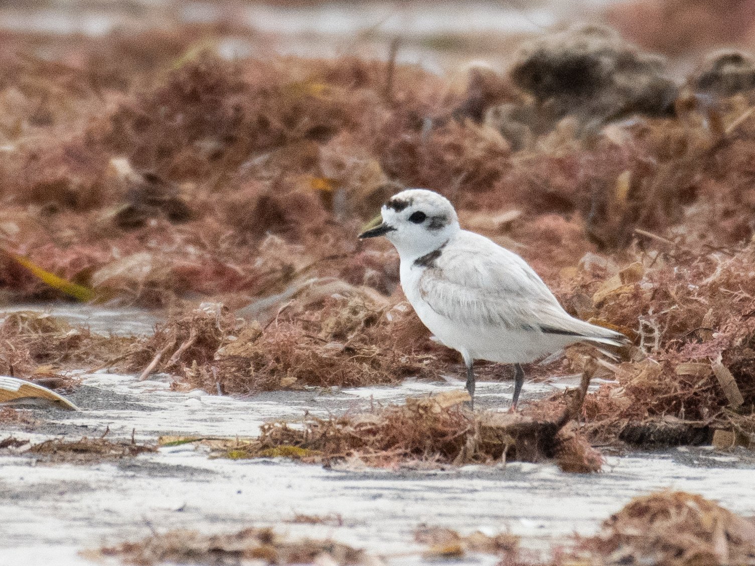 Snowy Plover