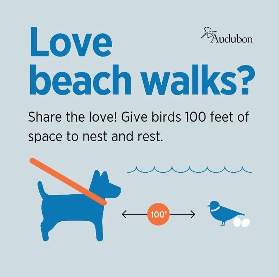 Monty needs space for rest&hellip;and getting frisky&hellip;not defensive maneuvers. Please spread the word. 100 feet minimum! And remember Chicago Piping #Plover monitors are everybody&rsquo;s friends. #ShareTheShore #chicago #bird #birding #springm