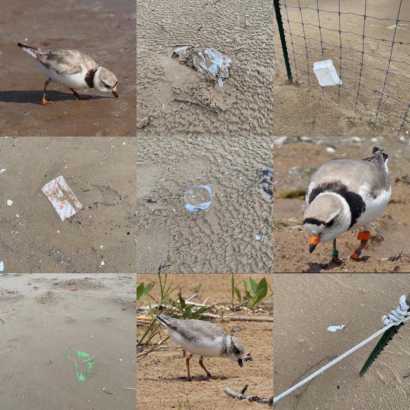 Worms with a Side of Garbage? No Thank You.
Help keep the beach clean by ensuring your garbage is properly disposed of and by removing any other waste you see that might endanger the plovers. Thank you!

Photo credits: Susan Szeszol (Rose top), Ann G