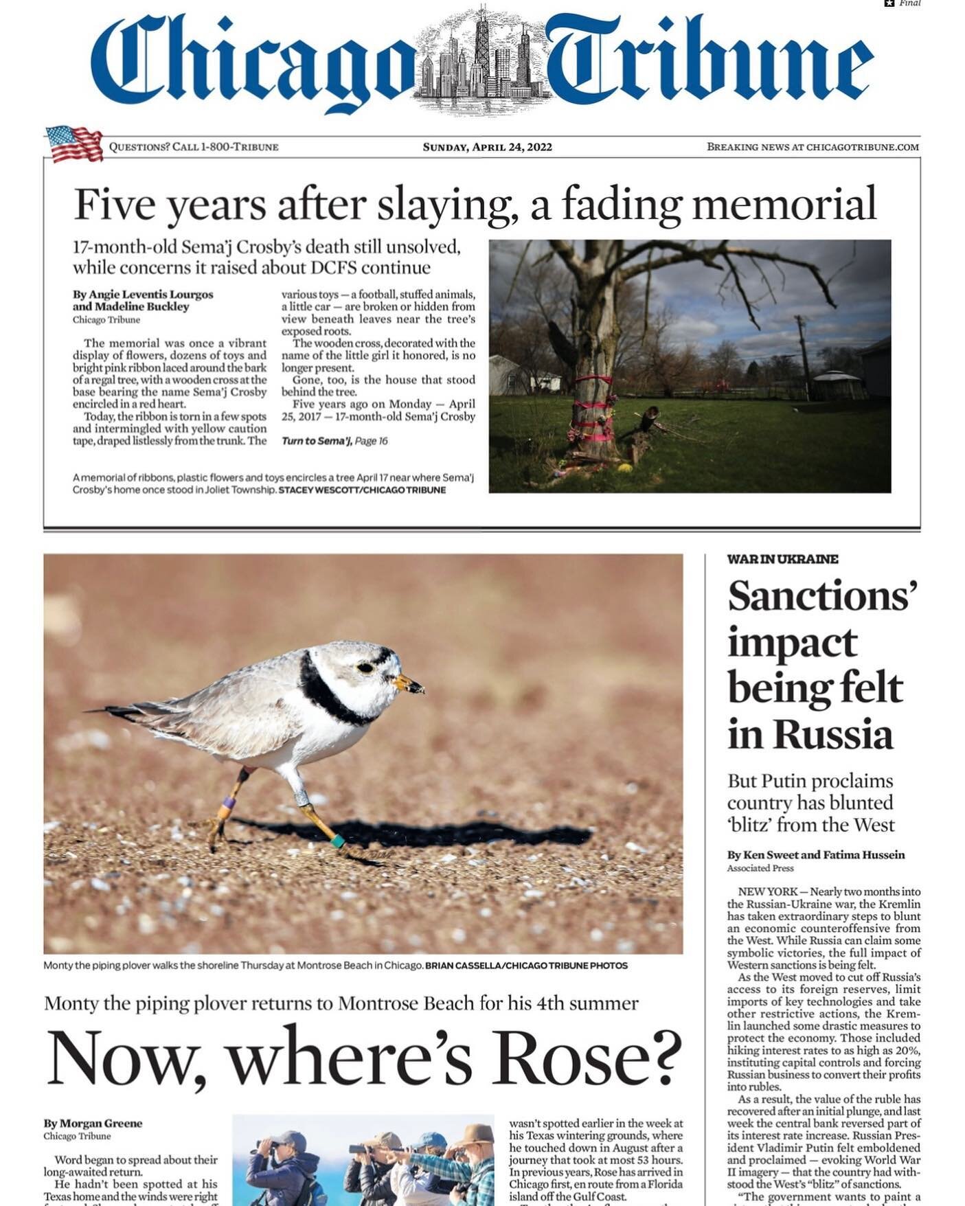 Wow! Front page news!
If you visit Montrose today, please remind your fellow beachgoers that the plovers need at least 100 feet of space. Migration is tough. They need to feed and rest as well as monitor for aerial predators #plover #chicago #bird #b