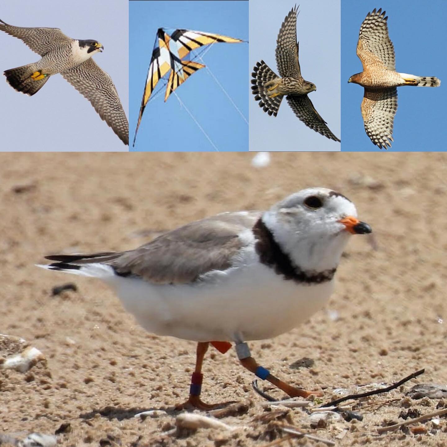 They all look like raptors to me. ~ Rose
Piping Plovers and all shorebirds are terrified of kites. They see them as raptors and will either not nest in an area where there are kites, will come off their nests, or be distracted from real raptors.  We 