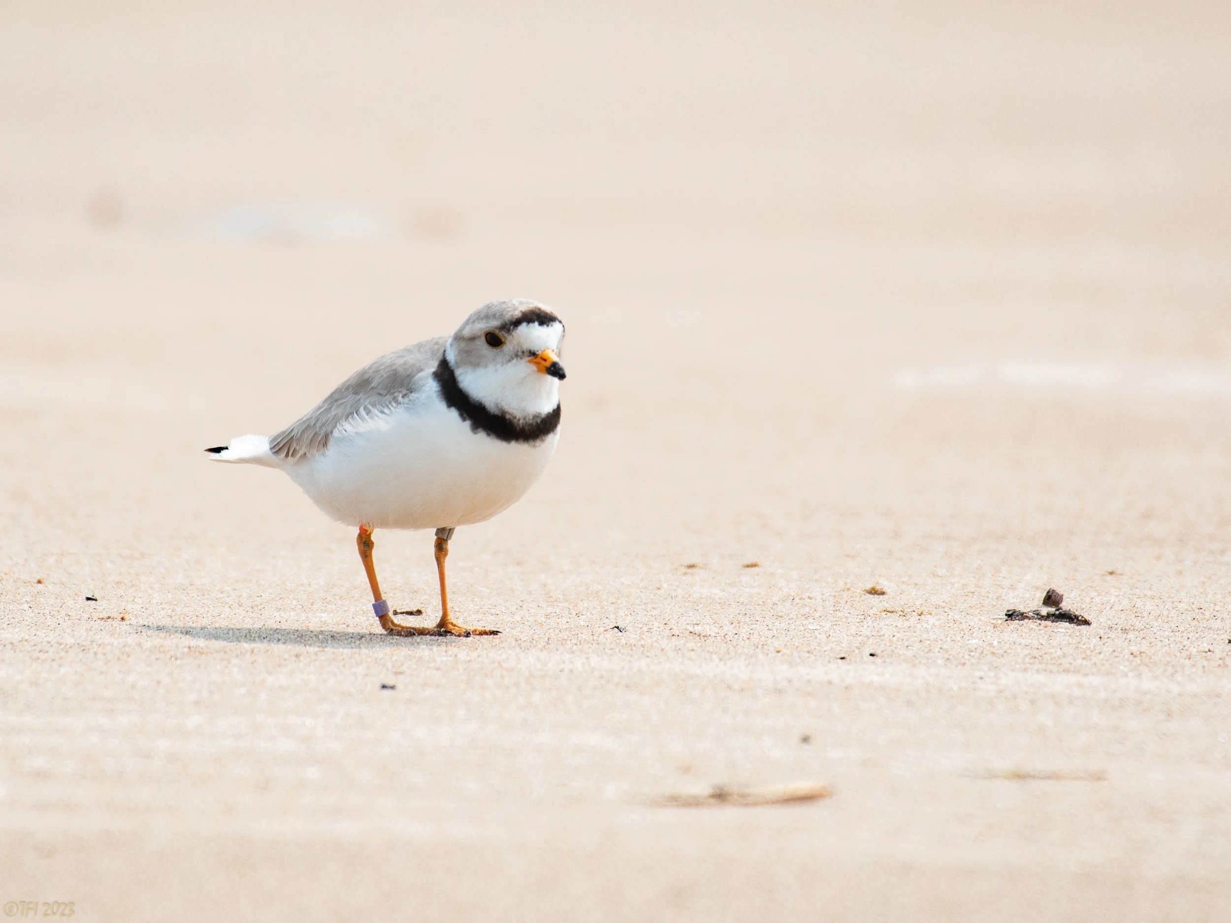 Imani Summers at Montrose