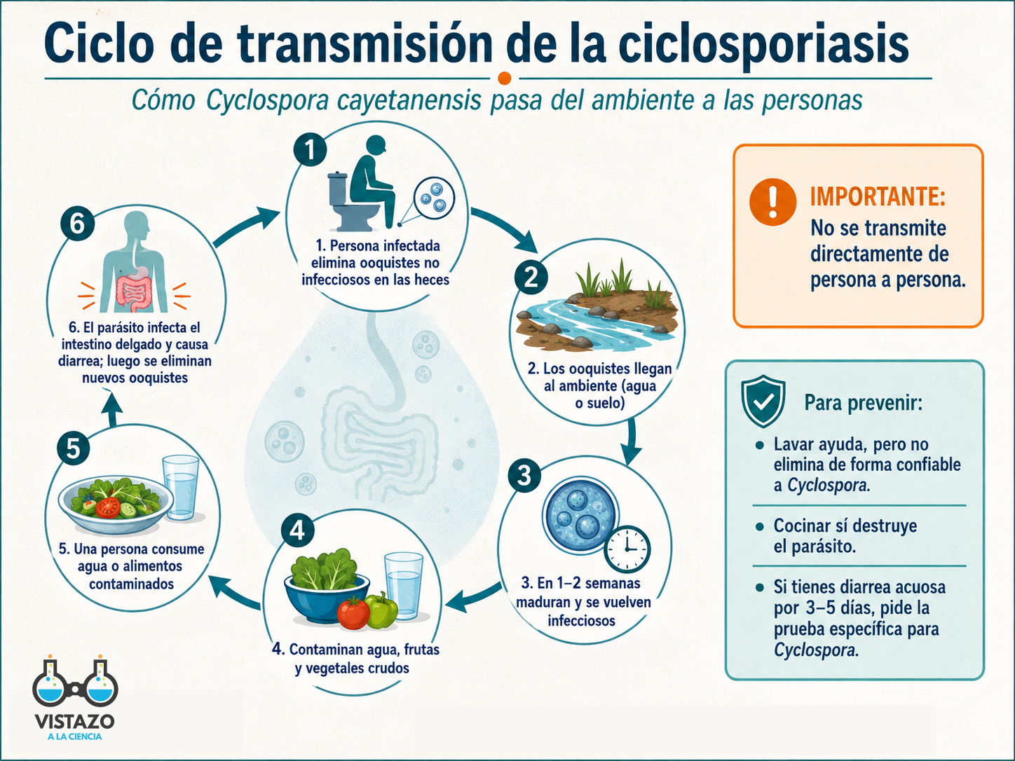 Ciclosporiasis: qué es, por qué está en las noticias y cómo protegerte en Puerto Rico