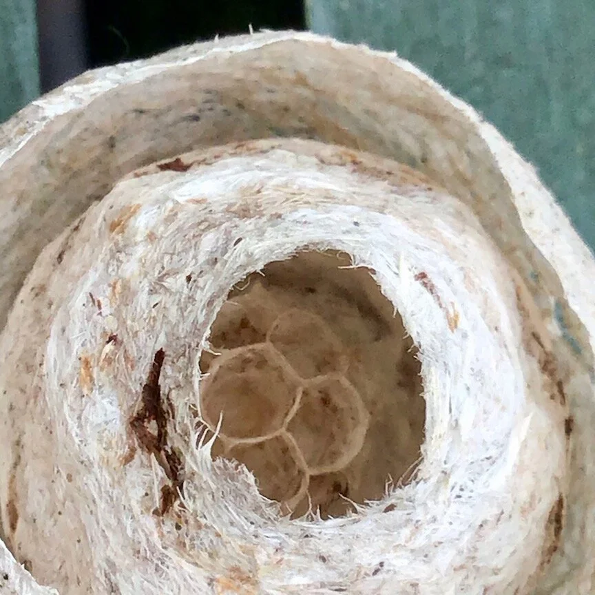 A Gift from the Storm