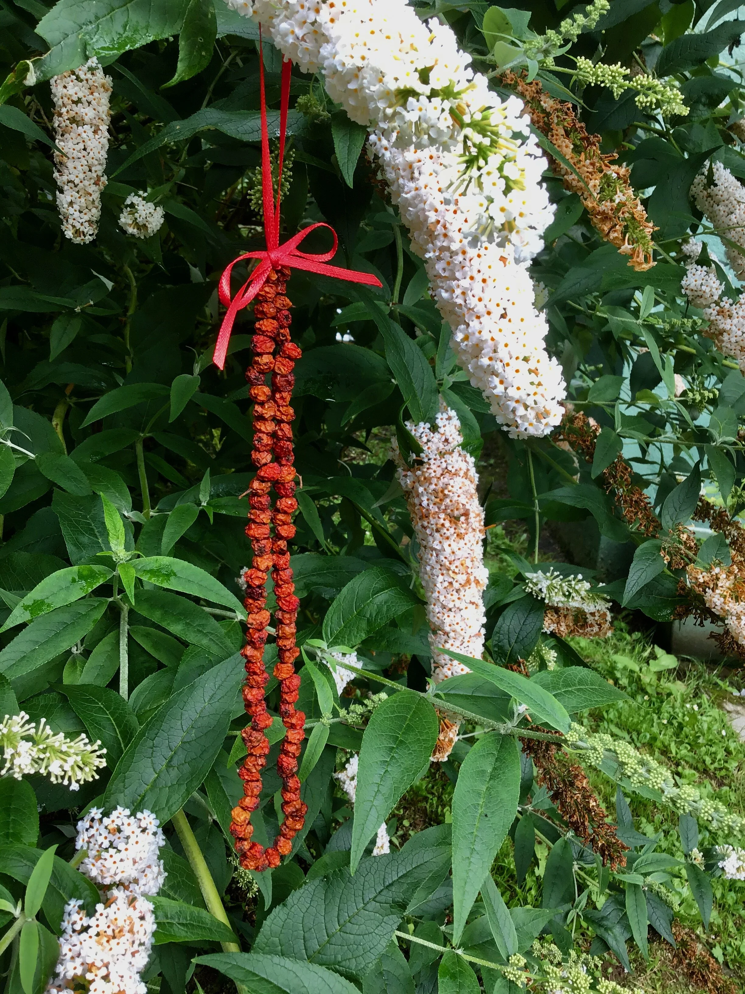 House Protection - Rowan Berry Circle