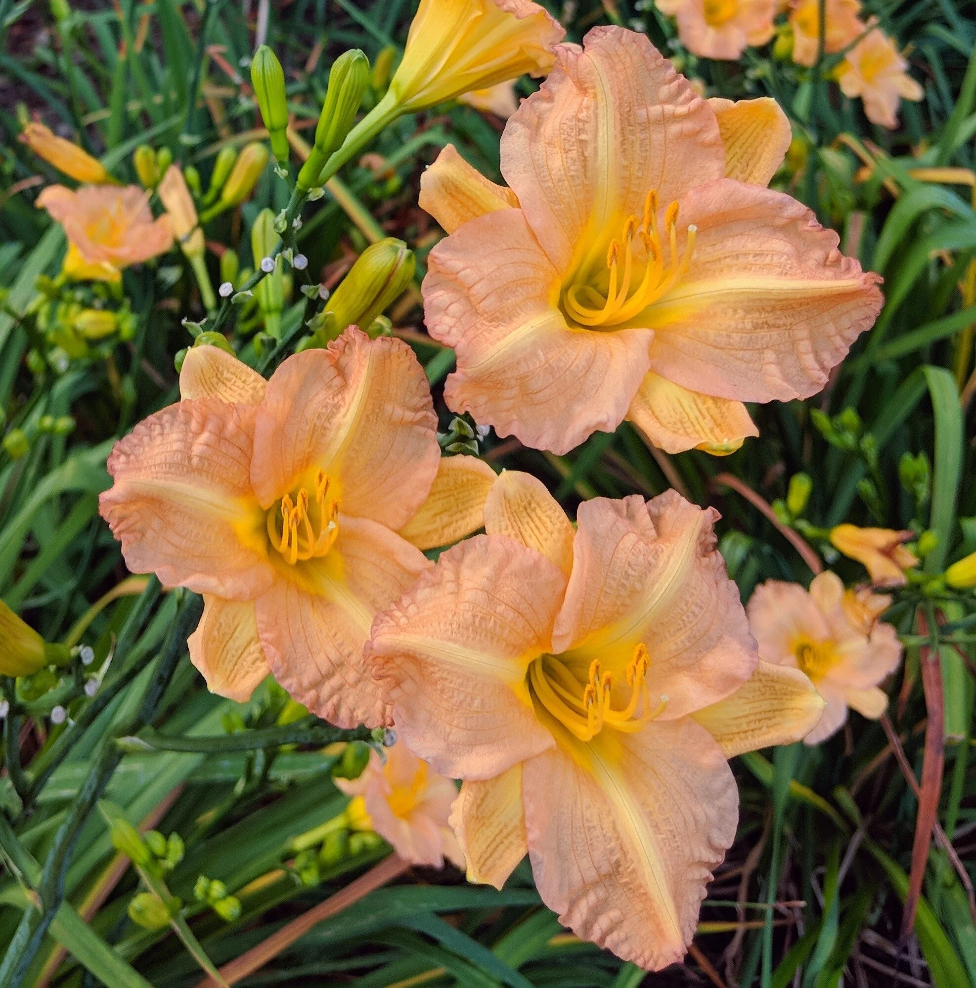 Greenwood Daylily Gardens