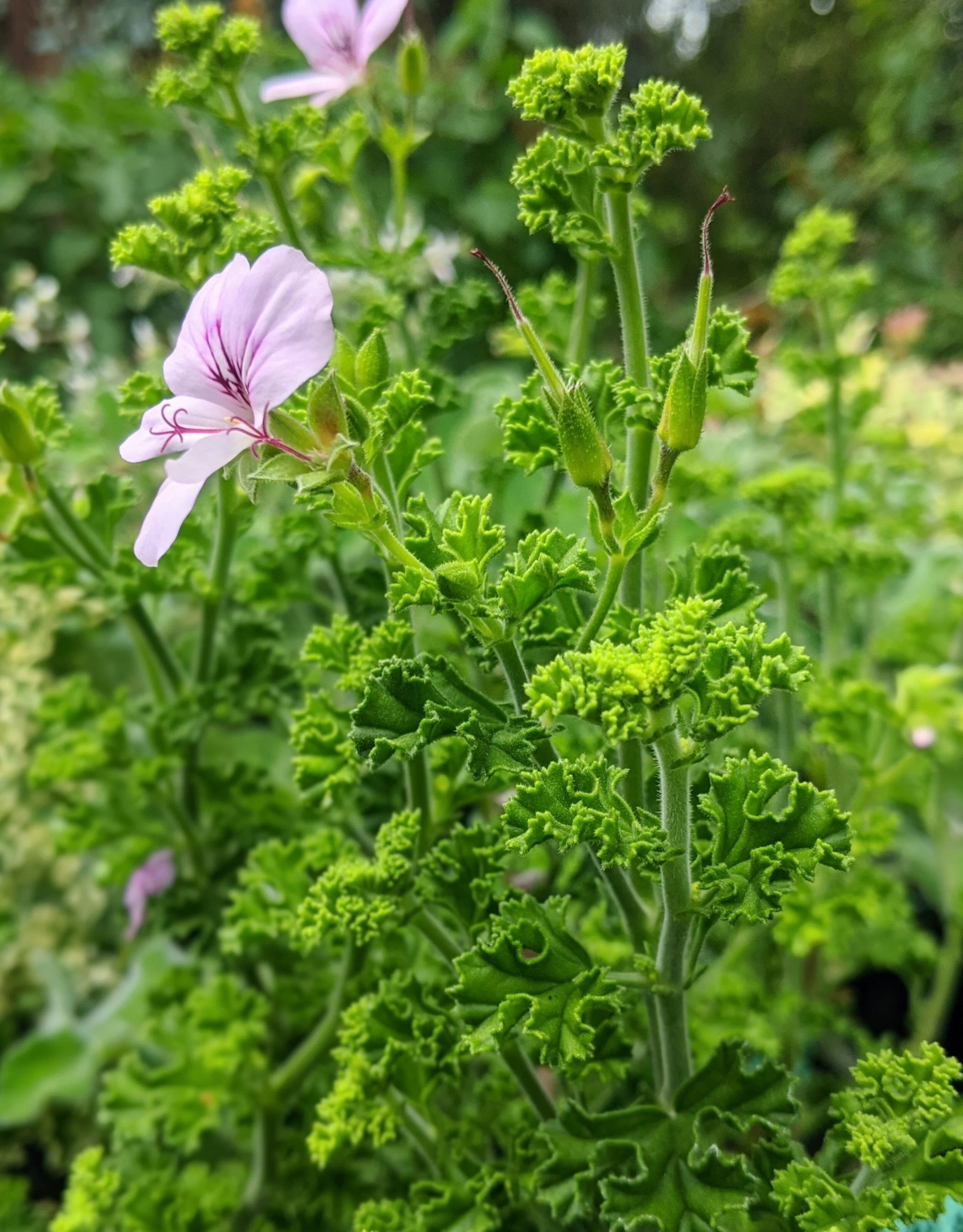 Pelargoniums — Greenwood Daylily Gardens