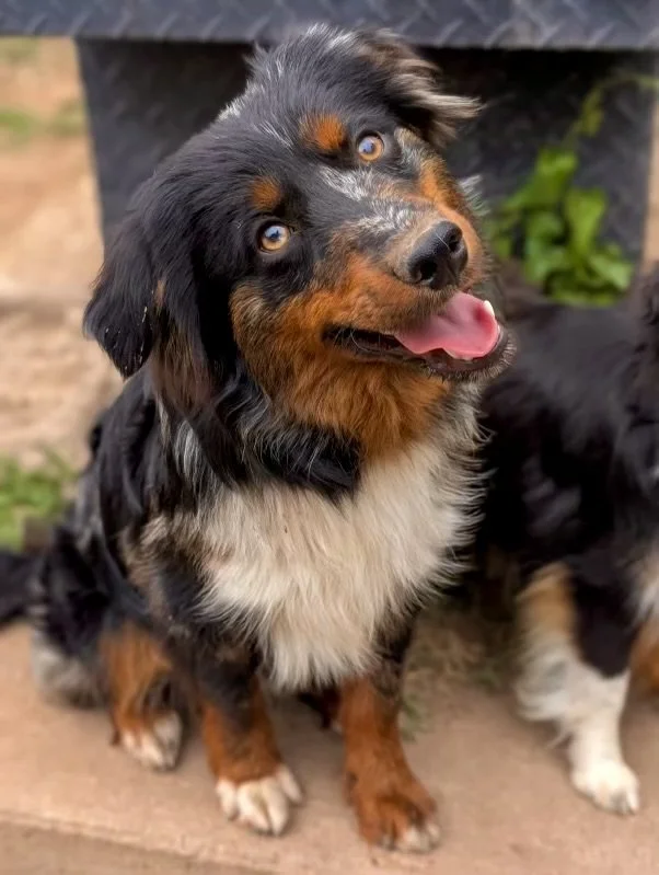 Draco