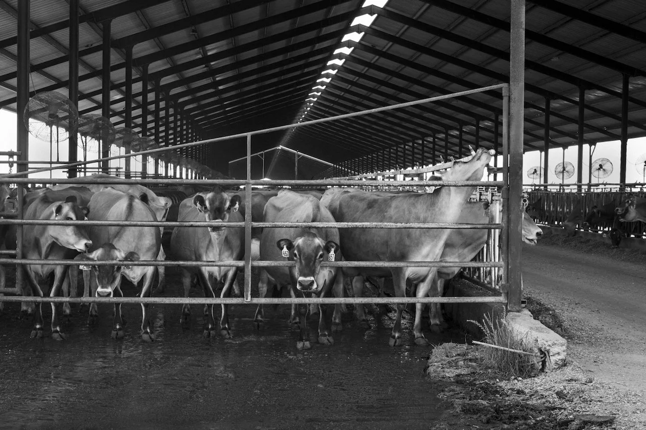 Dairy Princesses - Visalia