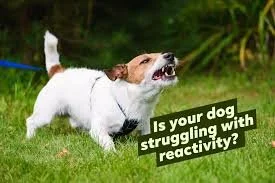 Reactive Rovers photo.jpg