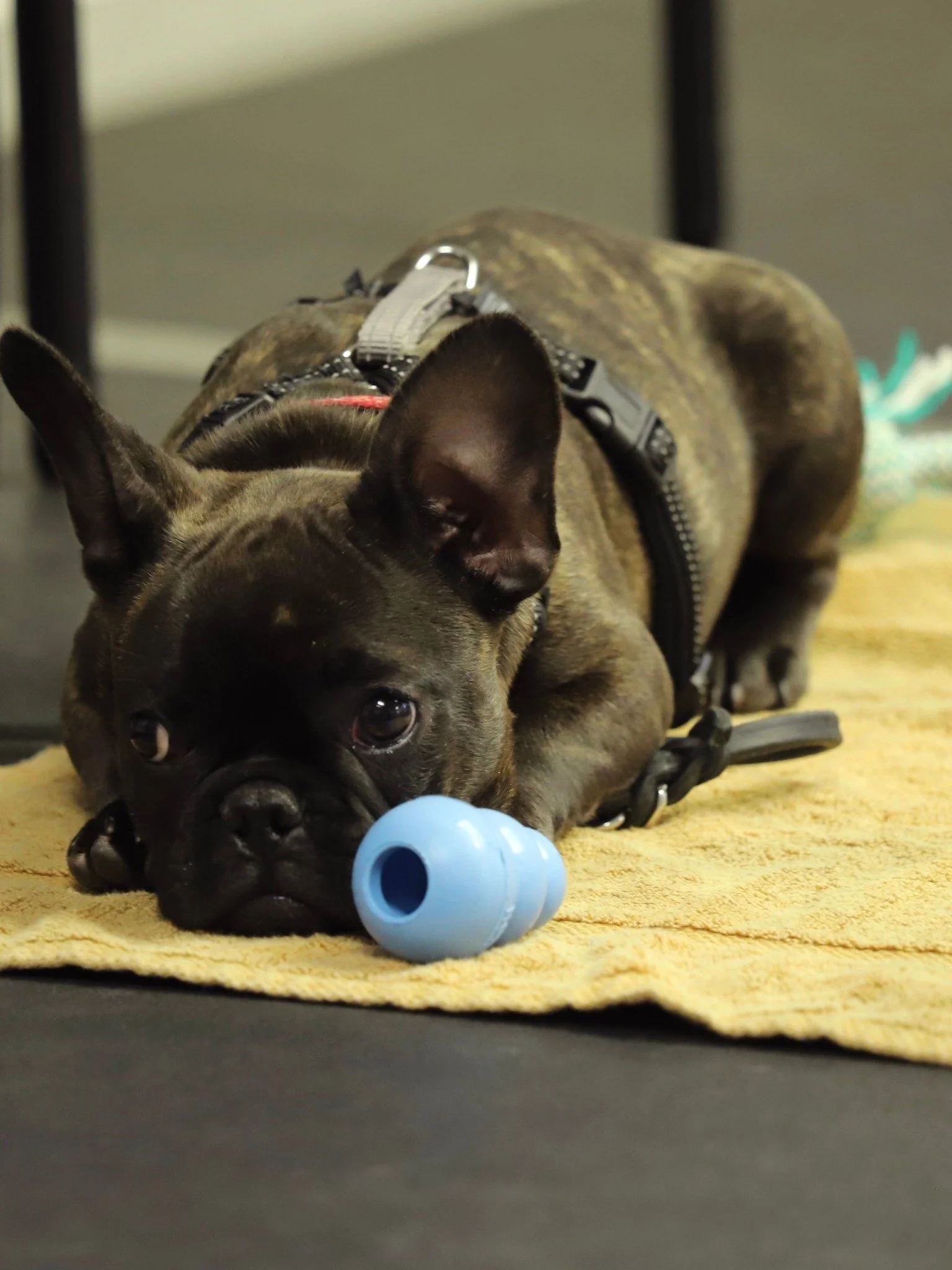 Puppy Kindergarten