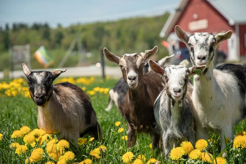 Close up of four goats of different colors standing and facing the camera in a field of long grass and yellow flowers