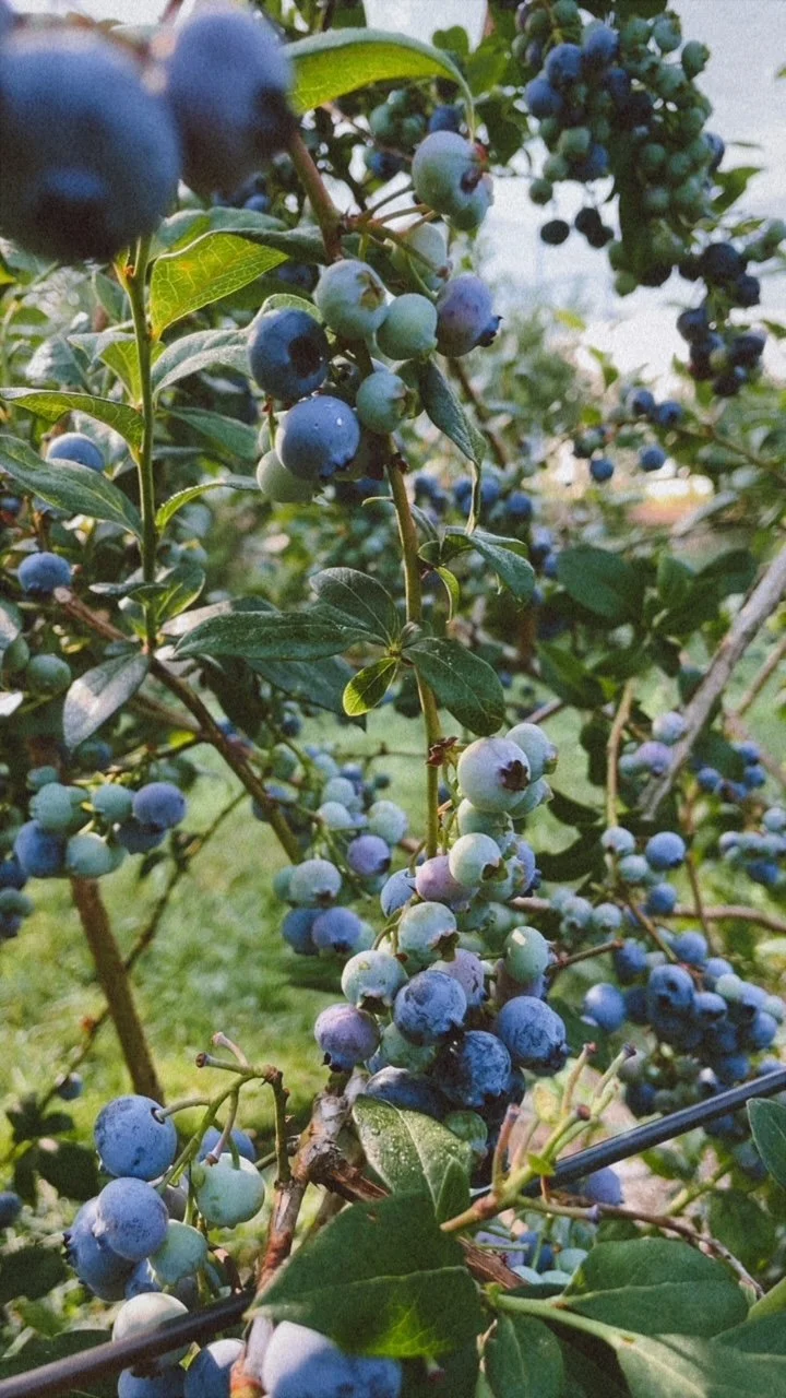 Island Blueberries