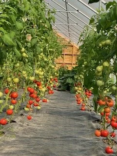 Looking between two rows of tomatoes of varying ripeness in a greenhouse