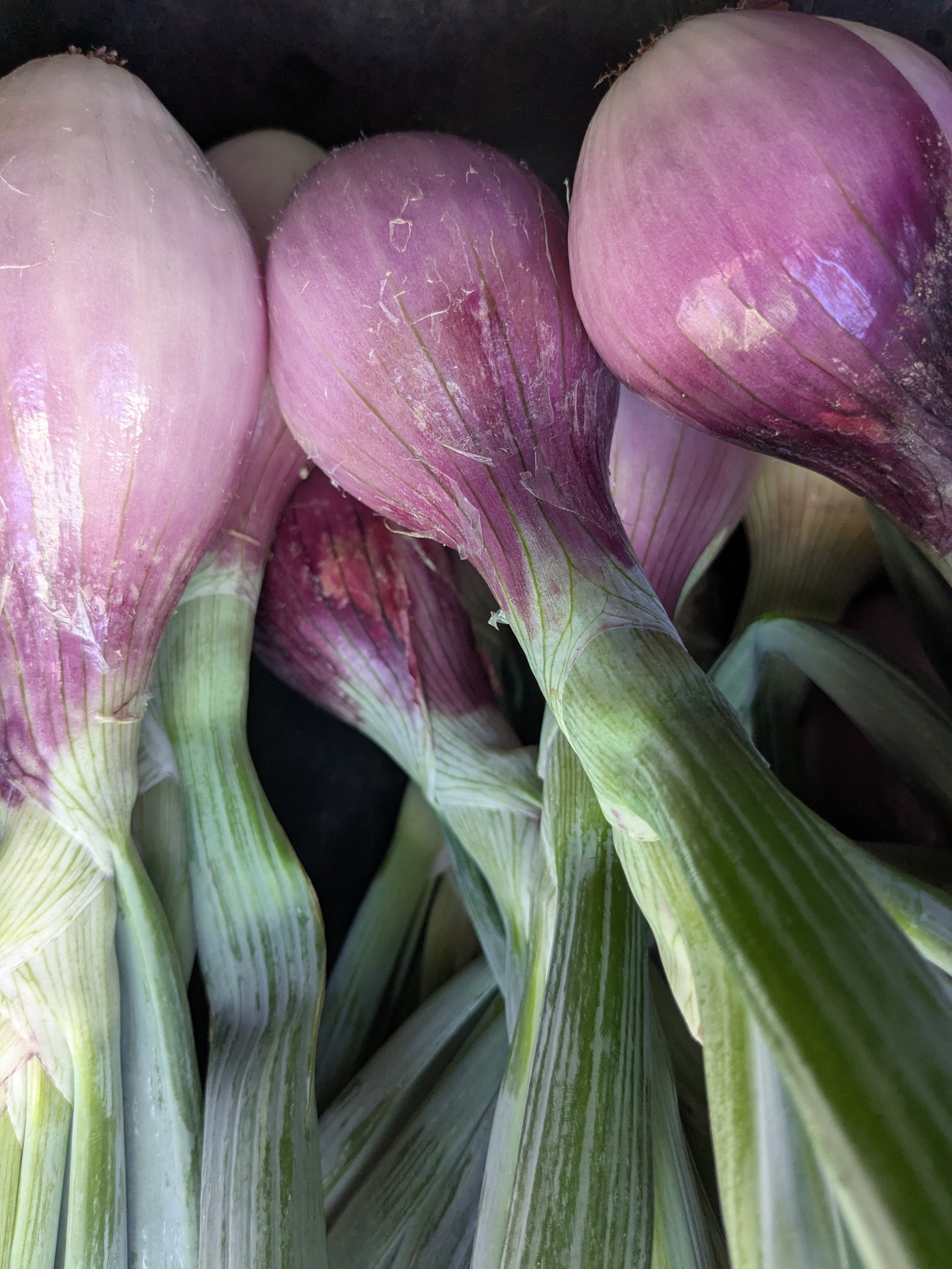 close up of red onions