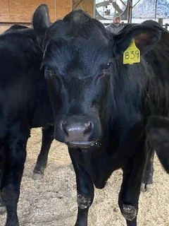 Close-up front view of a black cow with a yellow tag in its right ear with the number 839 written in black ink