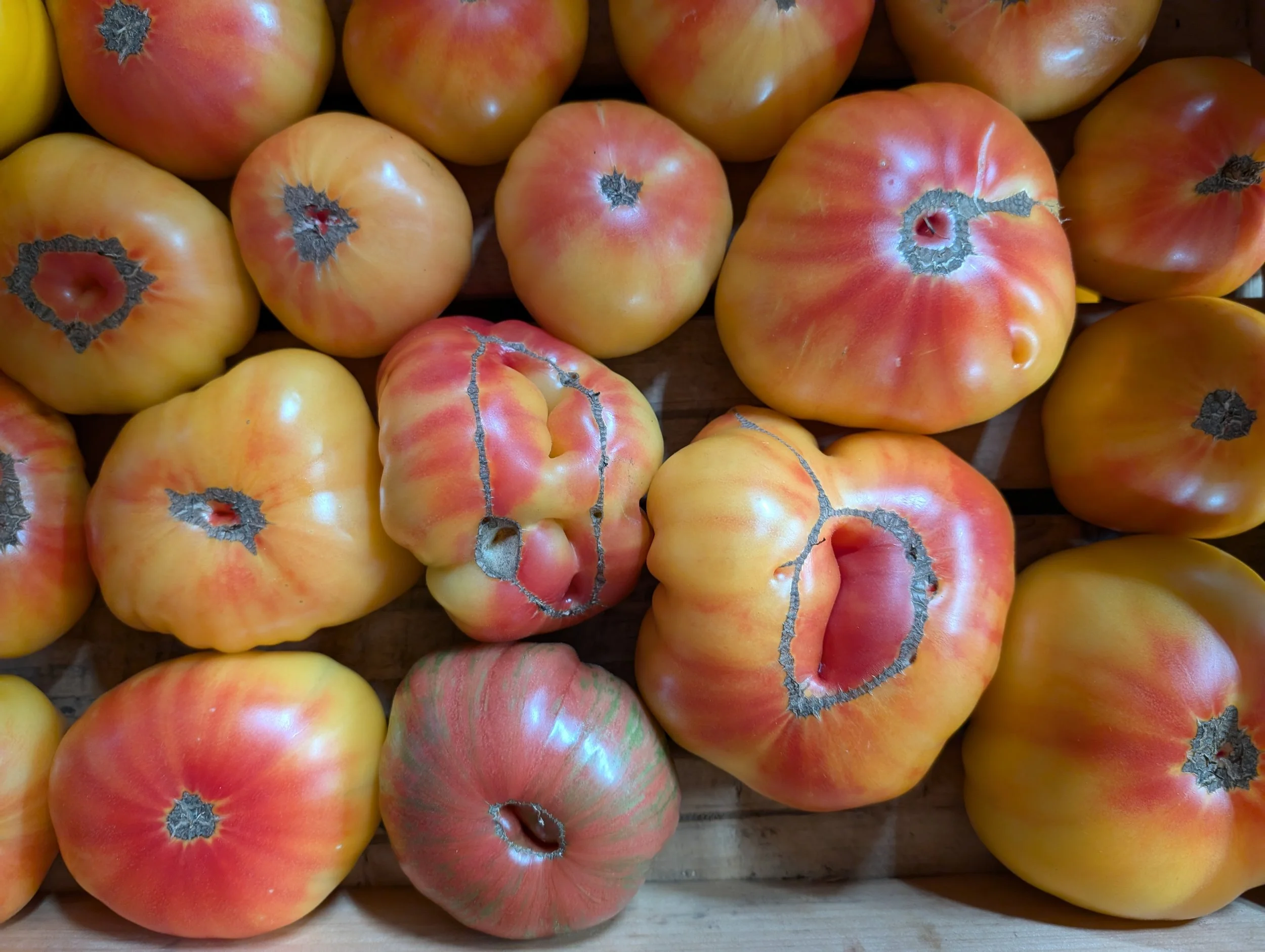 close-up of large red/yellow heirloom tomatoes