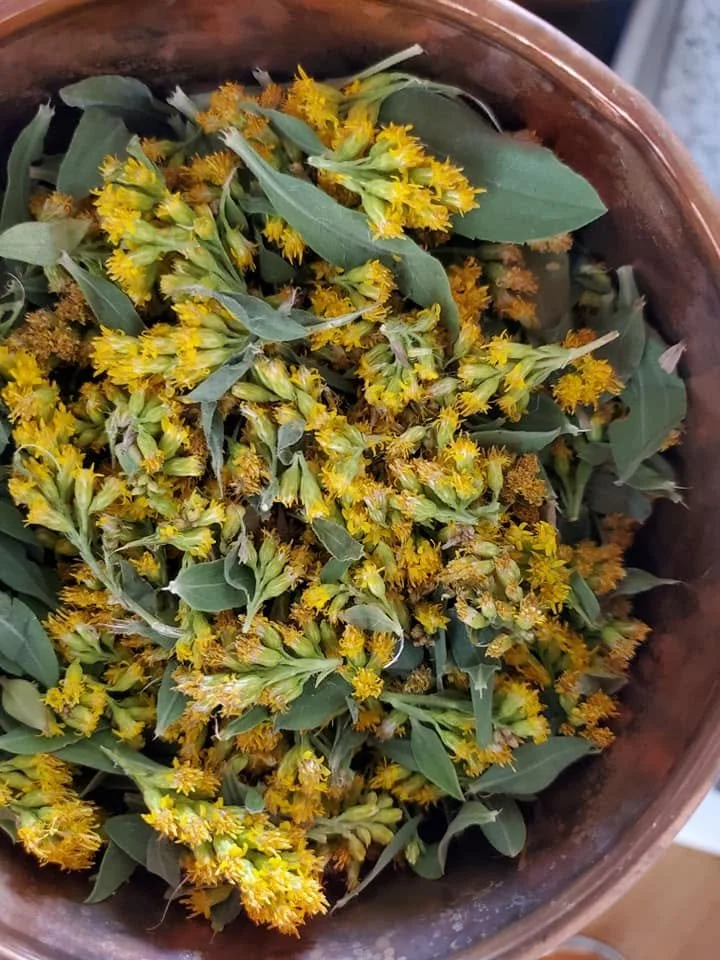 Goldenrod.jpg