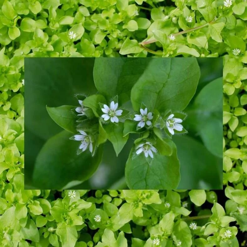 Chickweed &ndash; The Star of Spring
🌱
Herbalists and wild foragers cherish this delightful little weed. It&rsquo;s delicate beauty and bounty nourishes spring with tiny little stars reflected from above. Reminds me of As Above, So Below&hellip; 
🌱