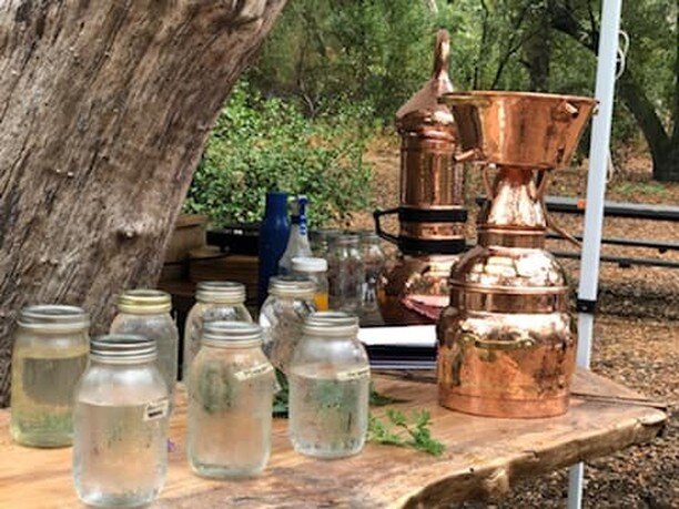 We had a beautiful day and awesome distillation class on Saturday! Under the oak canopy we had two stills running, learning the variety of equipment and the results. Both copper and glass stills teaching us their way with the plants. So much Alchemy,