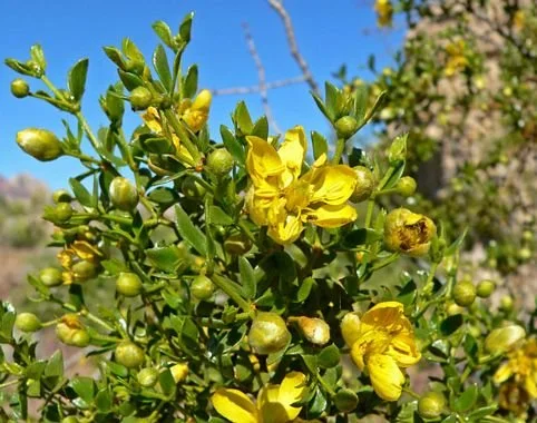 Creosote bush (Larrea tridentata) Herb | 2.5 oz.