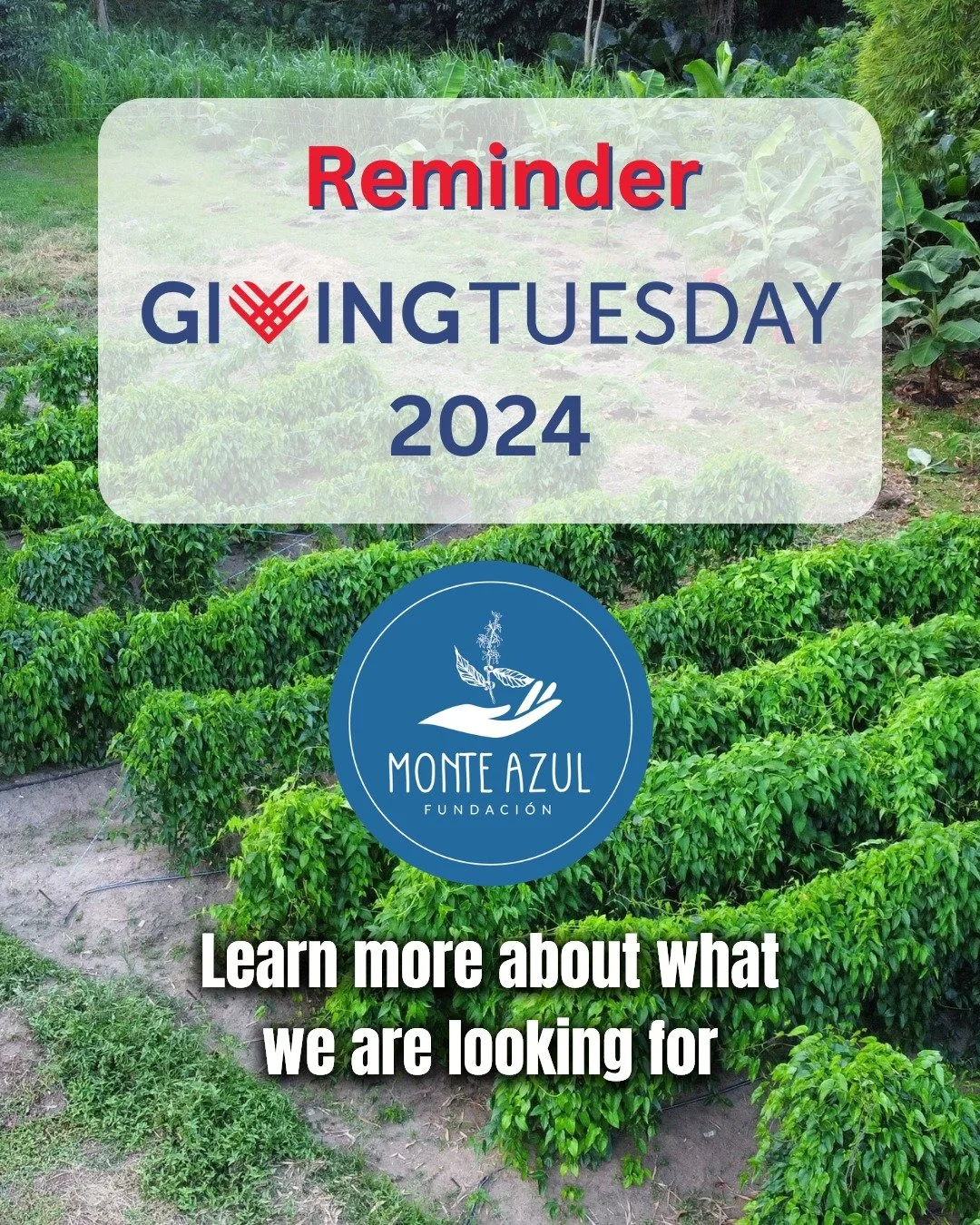 ☕🌿 Plant Today, Enjoy Tomorrow: Support Our Coffee Project 🌍💚

This Giving Tuesday, every donation brings us closer to creating a coffee roasting room, where we can process our agroecological coffee grown in Maricao, with over 1,000 coffee trees p