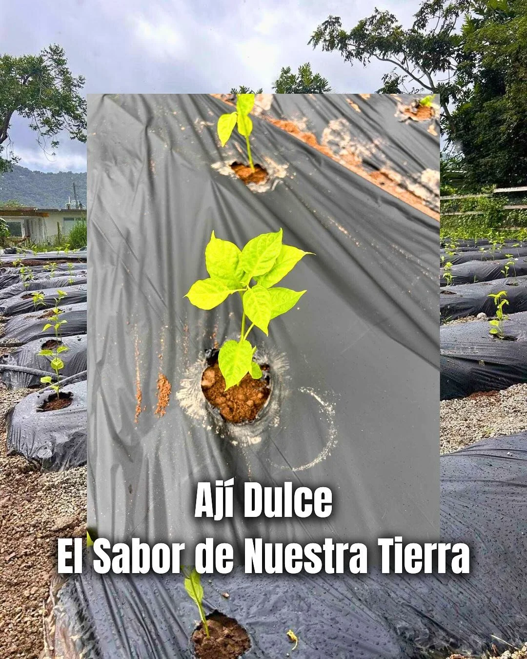 🌶️🌱 Aj&iacute; Dulce: El Sabor de Nuestra Tierra 🌞🍴

El aj&iacute; dulce es un ingrediente ic&oacute;nico de nuestra cocina y un cultivo esencial en la agricultura puertorrique&ntilde;a. &iquest;Te gustar&iacute;a cultivarlo en casa o en tu finca