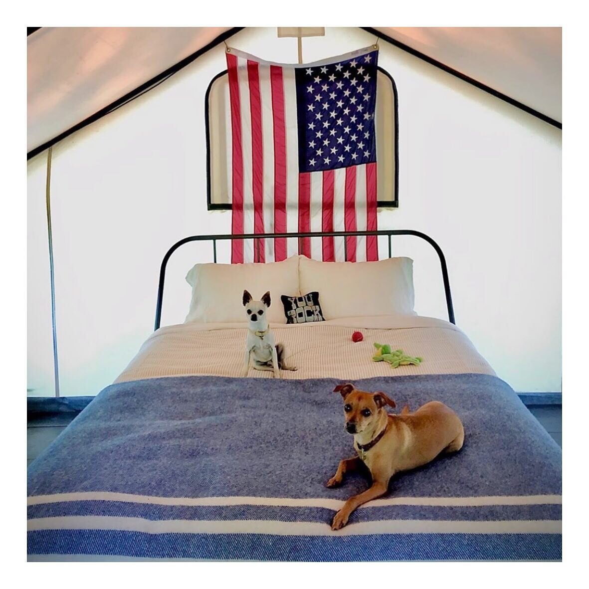 We love our furry campers at WHC. Just like people, if you&rsquo;re sweet and housebroken, we welcome you. 😁 
.
.
.
.
#wolfhollowcamp #glamping #catskillgoodness #catskills #airbnb #getoutside #optoutside #findyourselfoutside #glampinglife #glamping