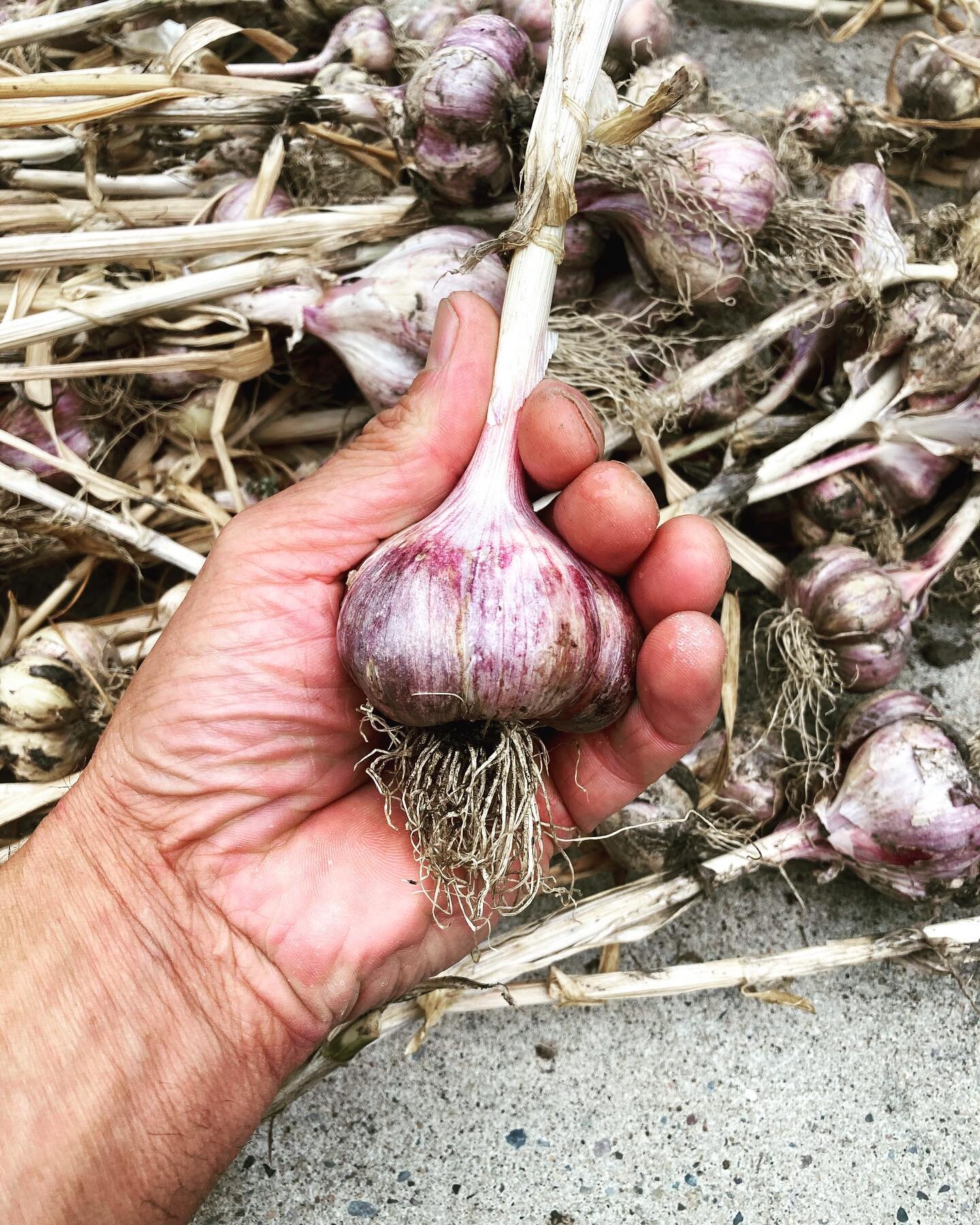 Favourite time of the year over here. No I don&rsquo;t have small hands, my garlic is beautiful! Summertime pizza is on a higher plane of deliciousness, especially since the cook is in his hot summertime mood 😎 #savinopizzeria #yycfood #yycliving #b