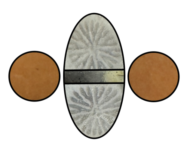 Using actual pictures of my Florida agatized coral, this ring design shows the patterns of the stones in the wedding ring design.