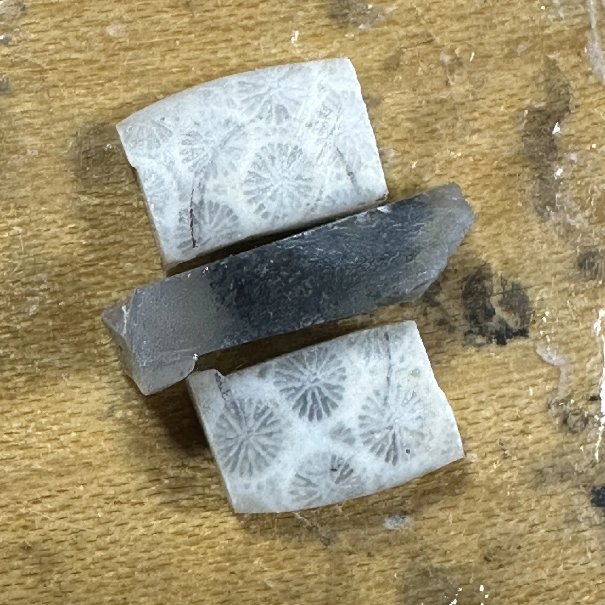Pieces of Florida agatized coral set out for a custom intarsia mosaic stone for a wedding ring