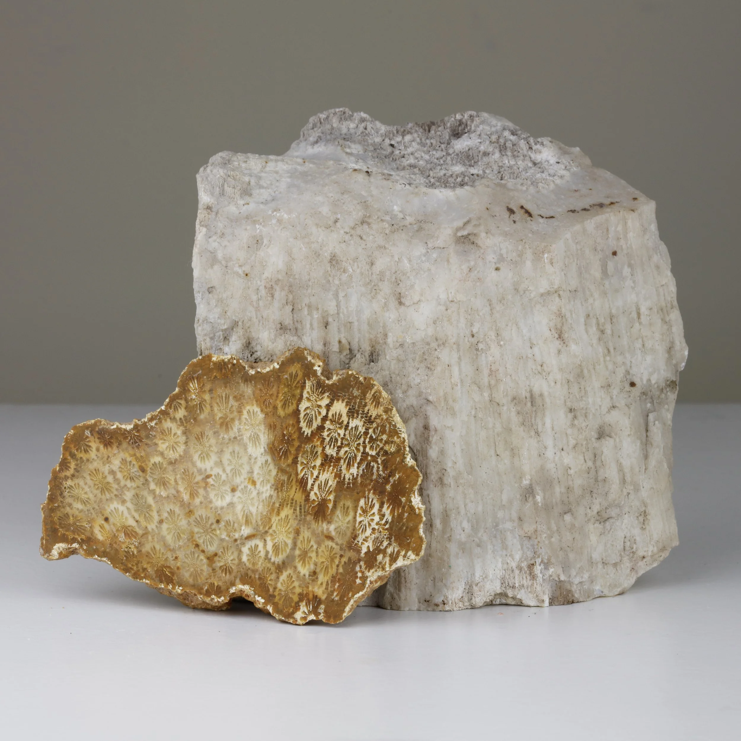 What is agatized coral? Samples of agatized coral rough and a cut slab