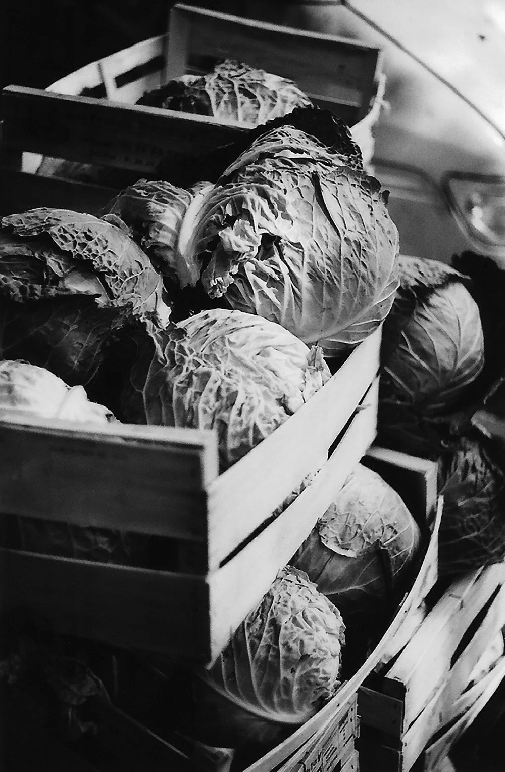 b&w cabbage film photo