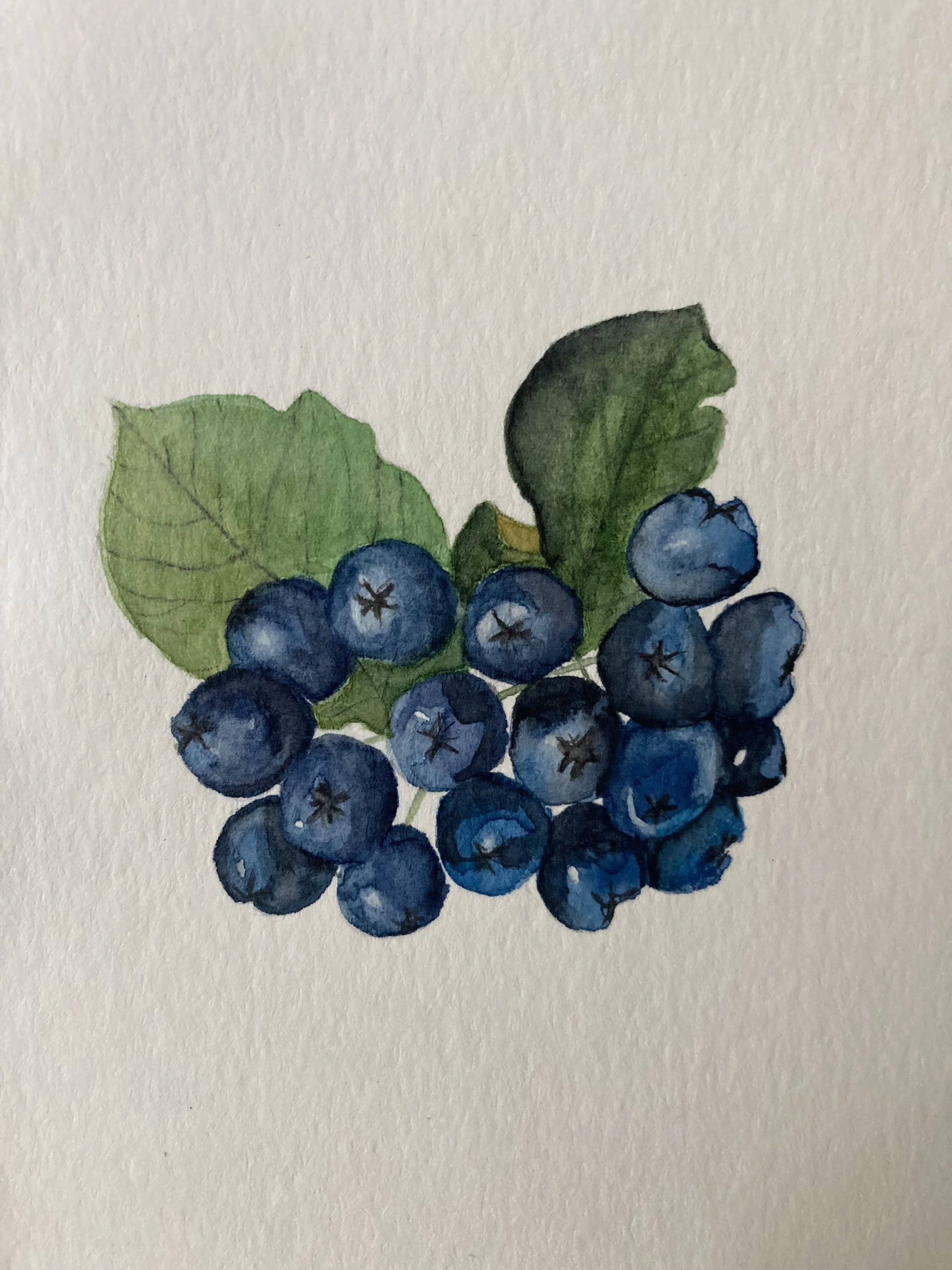 chokeberry watercolor